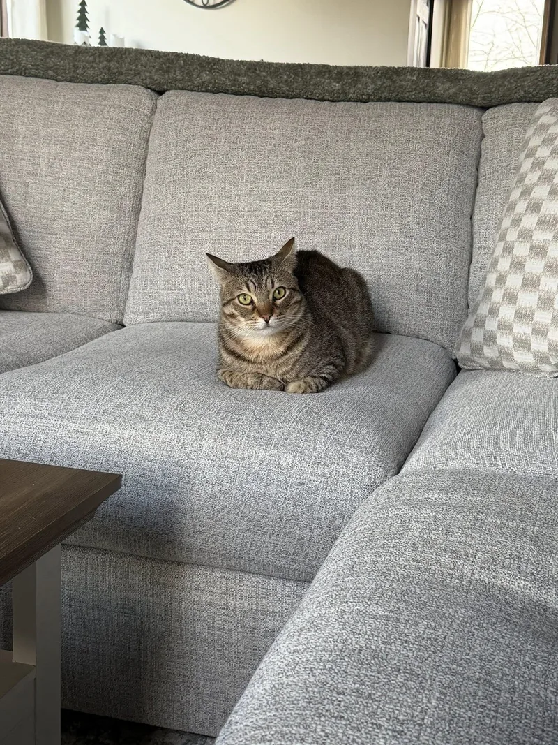 Pistachio thumbnail 4