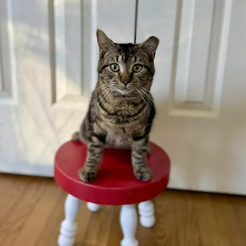 A young medium-sized male Brown / Chocolate Domestic Short Hair cat named Milo for adoption in Raleigh, NC