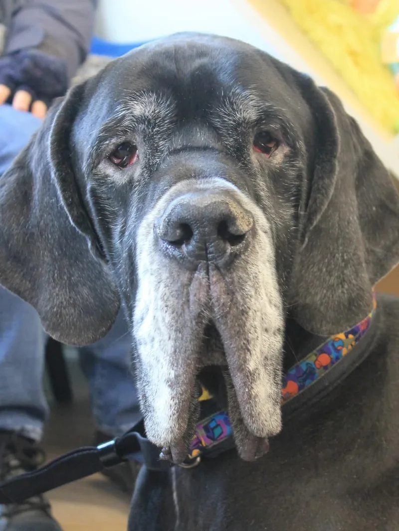 Hansel  Courtesy Listing