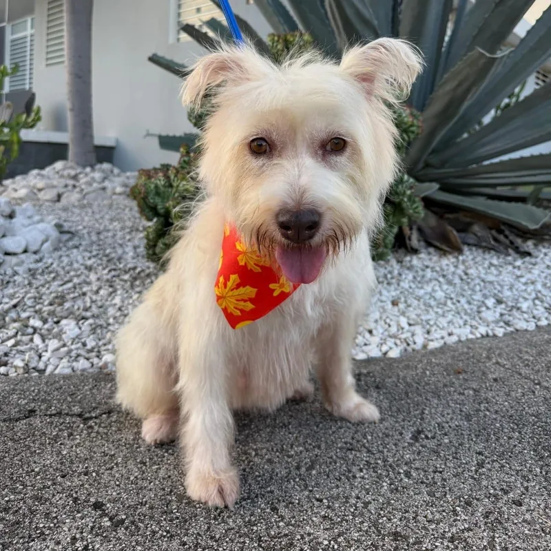 Lulu Lemon Drop thumbnail 2