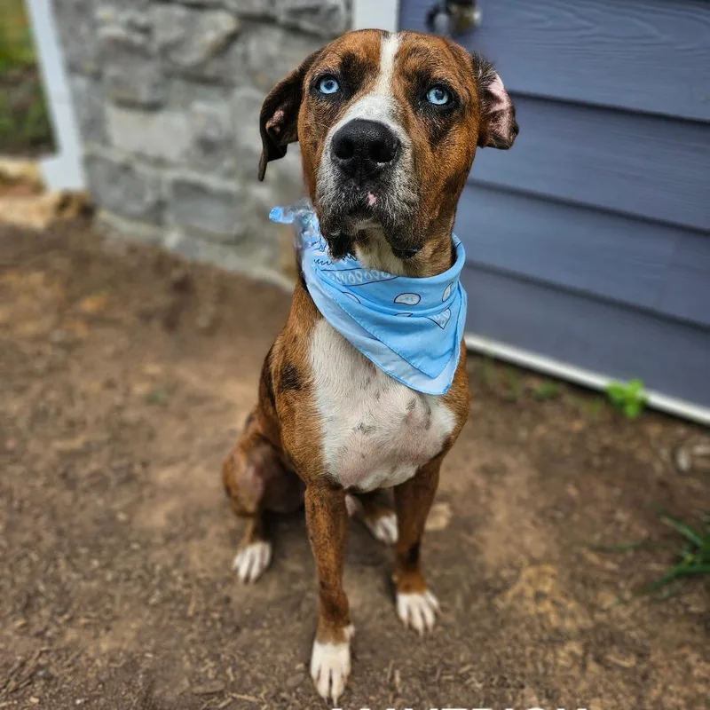 Maverick thumbnail 5