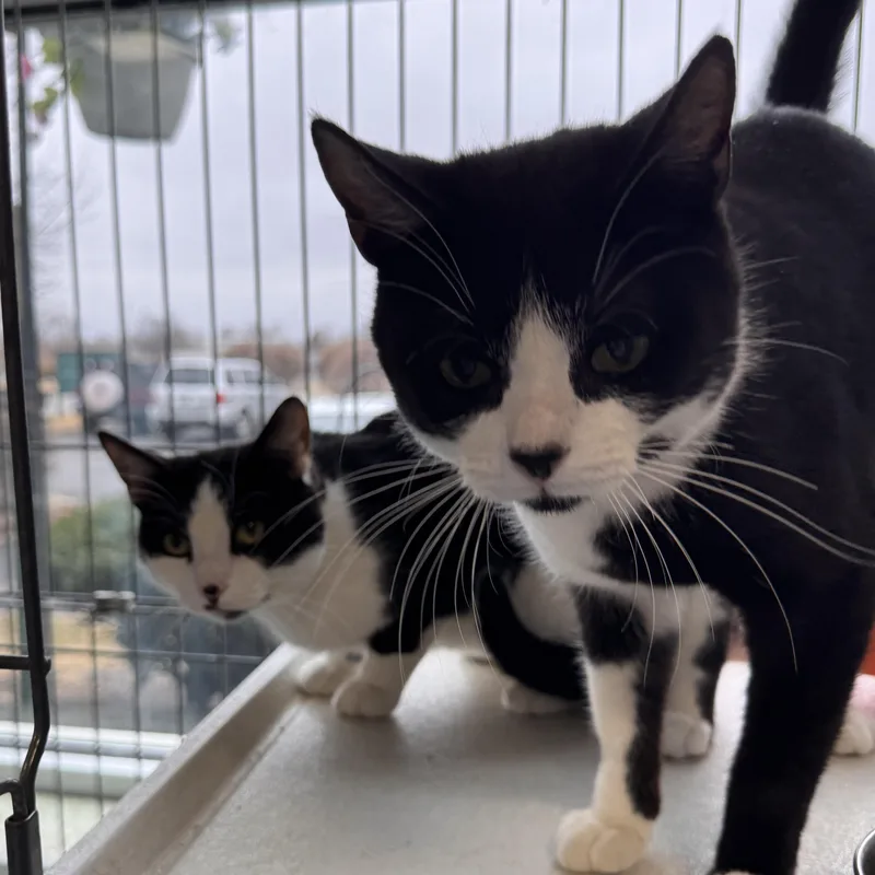 Huey & Luey thumbnail 5