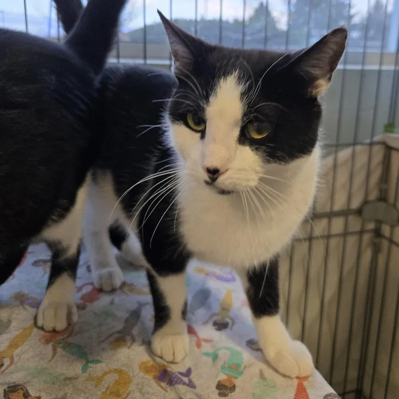 Huey & Luey thumbnail 6