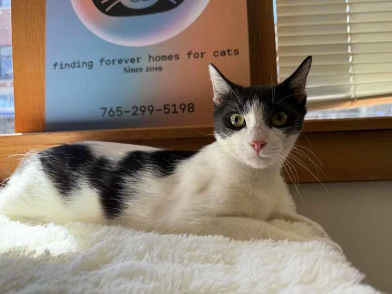 Mcmuffin thumbnail 2