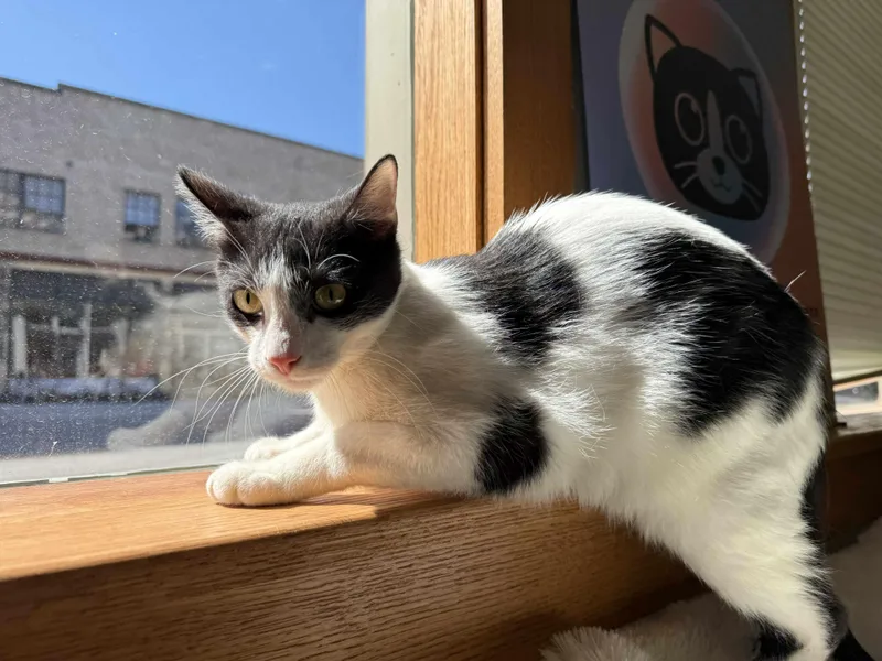 Mcmuffin thumbnail 3