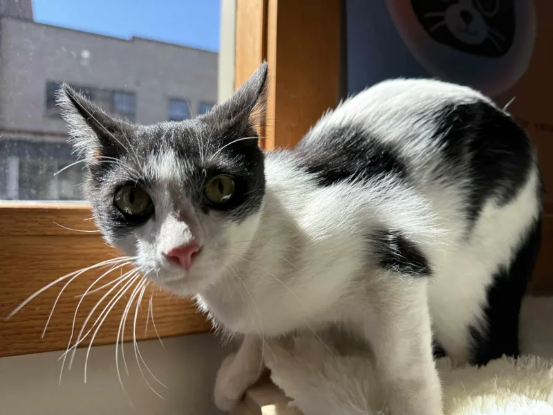 Mcmuffin thumbnail 4