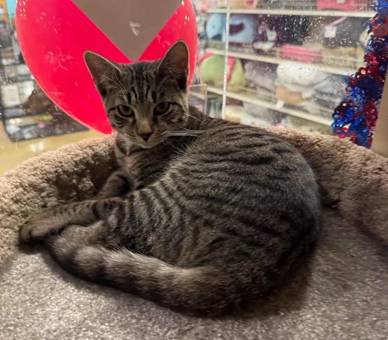 Wednesday thumbnail 3