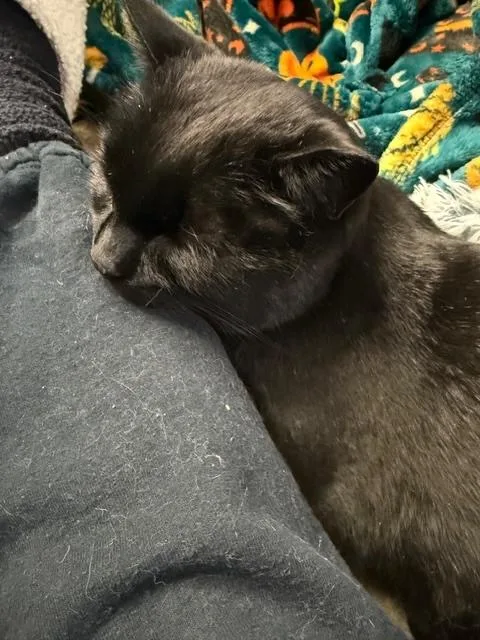 Rumi And Romeo thumbnail 2