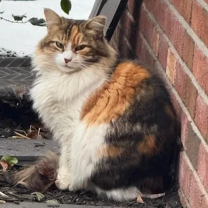 Rumi And Romeo thumbnail 3