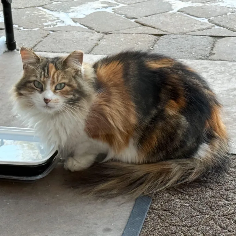 Rumi And Romeo thumbnail 4