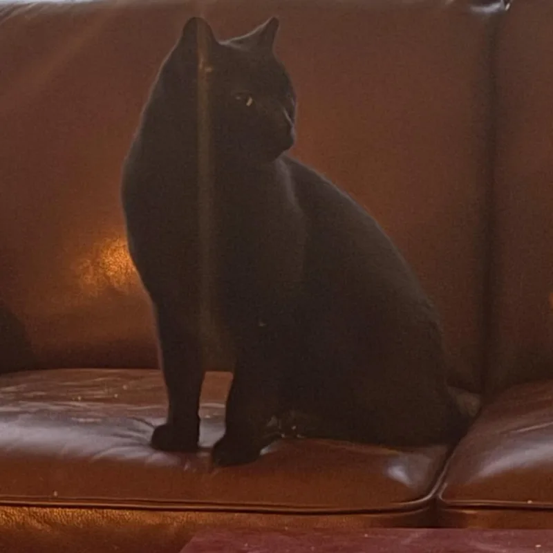 Rumi And Romeo thumbnail 5