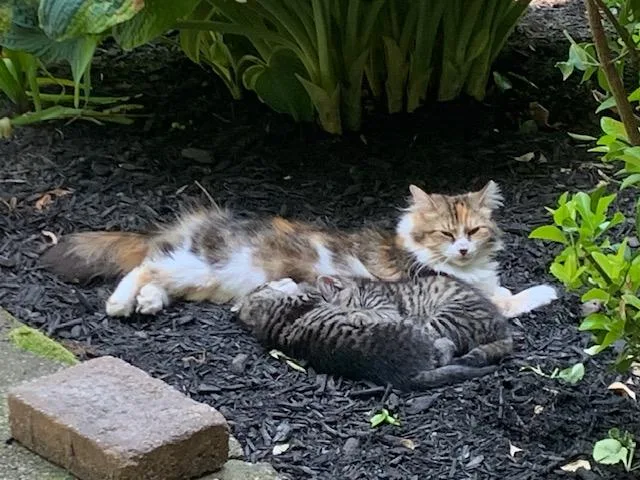 Rumi And Romeo thumbnail 6