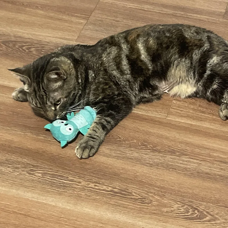 Graham Cracker thumbnail 2