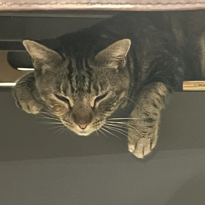 Graham Cracker thumbnail 3