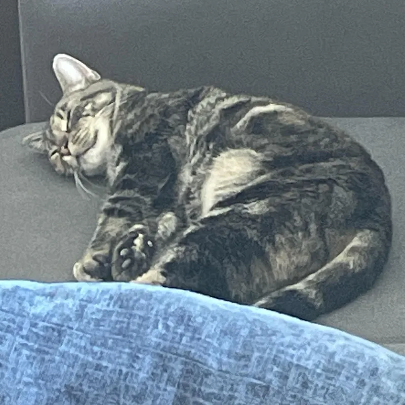 Graham Cracker thumbnail 4