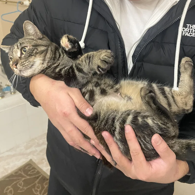 Graham Cracker photo 1