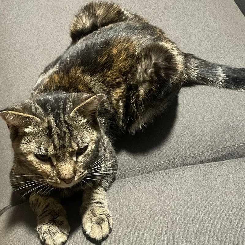 Graham Cracker thumbnail 5