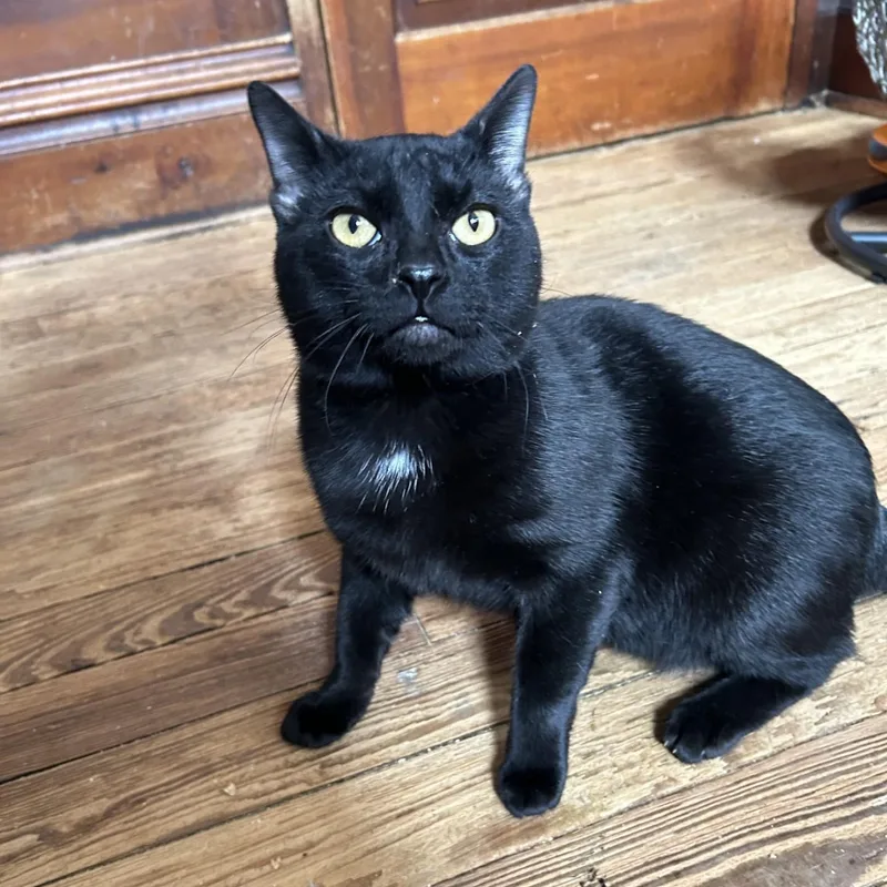 Captain Jack Sparrow thumbnail 2