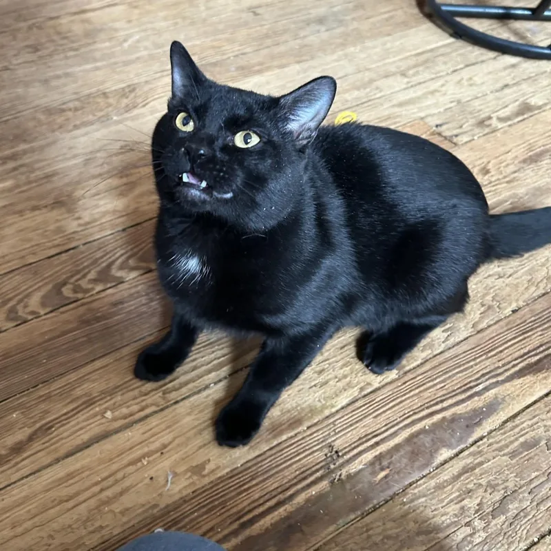 Captain Jack Sparrow