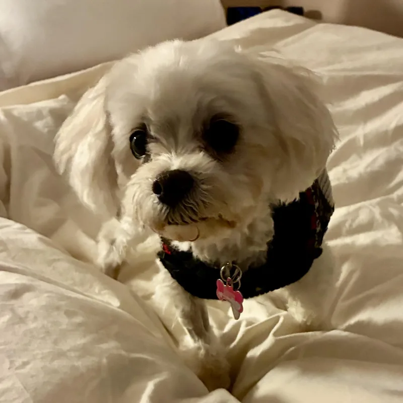 Toby In Colorado thumbnail 4