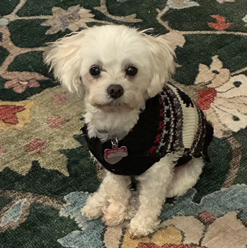 Toby In Colorado thumbnail 5