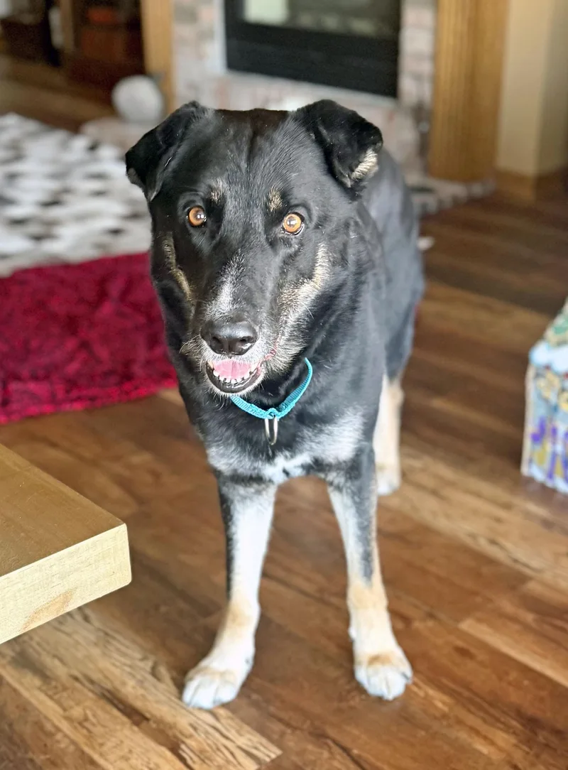 Cashsmart  Active  thumbnail 4