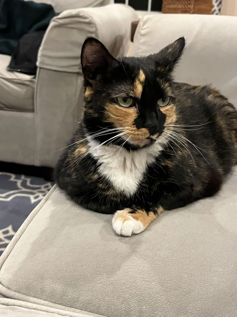 Pixie Dust thumbnail 2