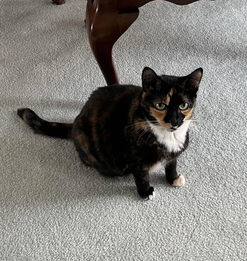 Pixie Dust thumbnail 3