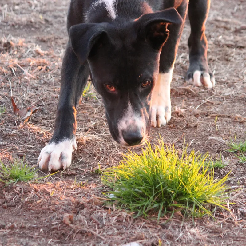 Hercules thumbnail 3