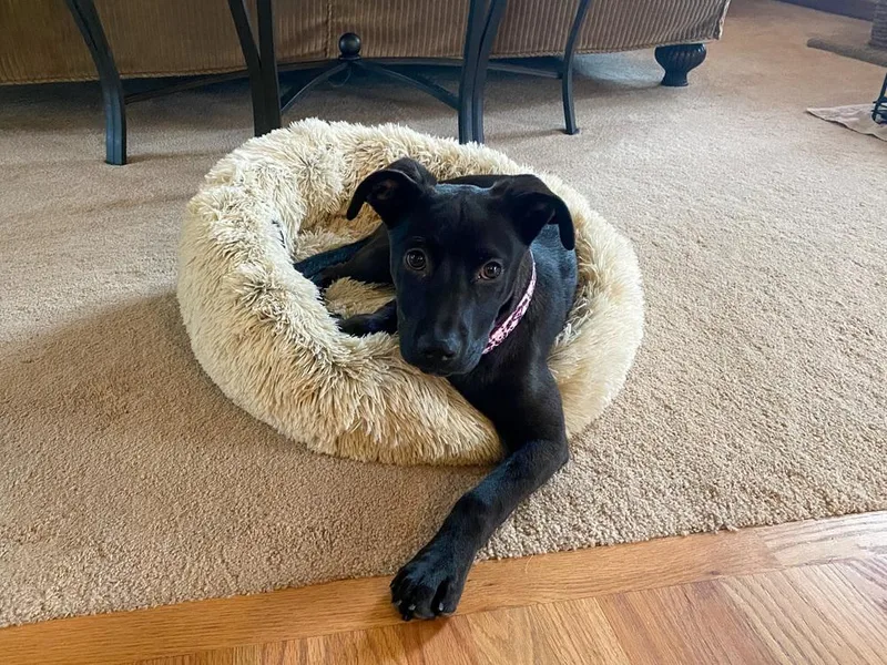A baby medium-sized female Tricolor (Brown, Black, & White) Labrador Retriever dog named Arya for adoption in Spokane, WA