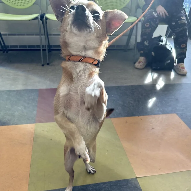 Bam Bam Chi thumbnail 2