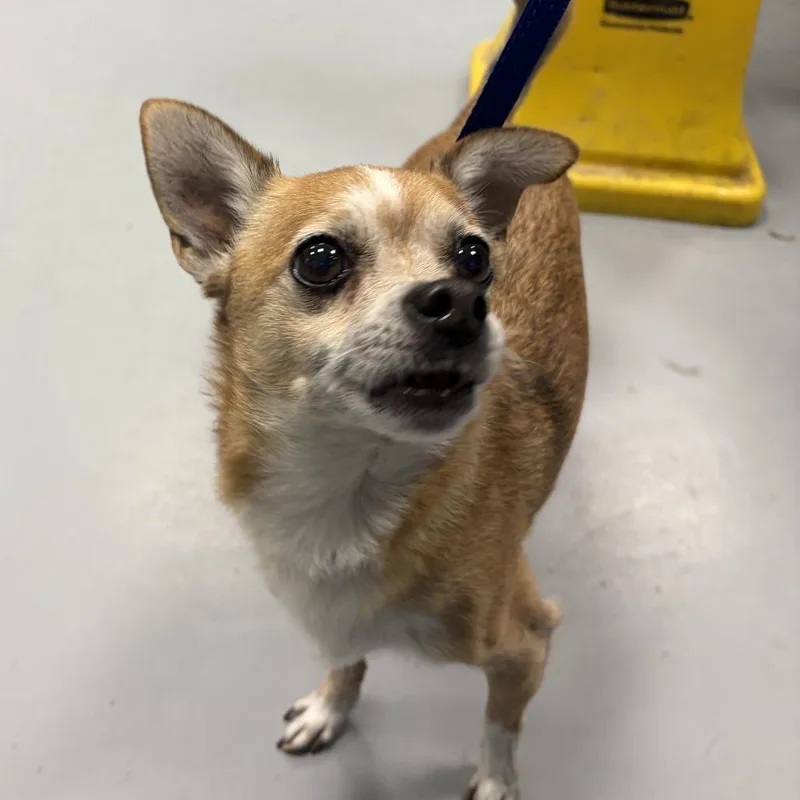 Bam Bam Chi thumbnail 3