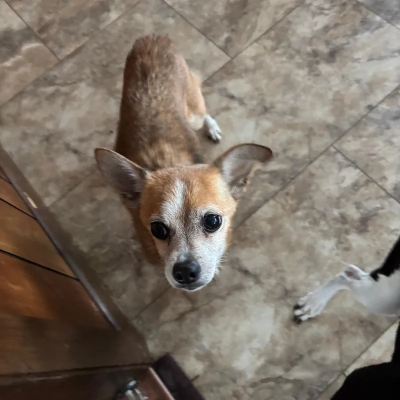 Bam Bam Chi thumbnail 4