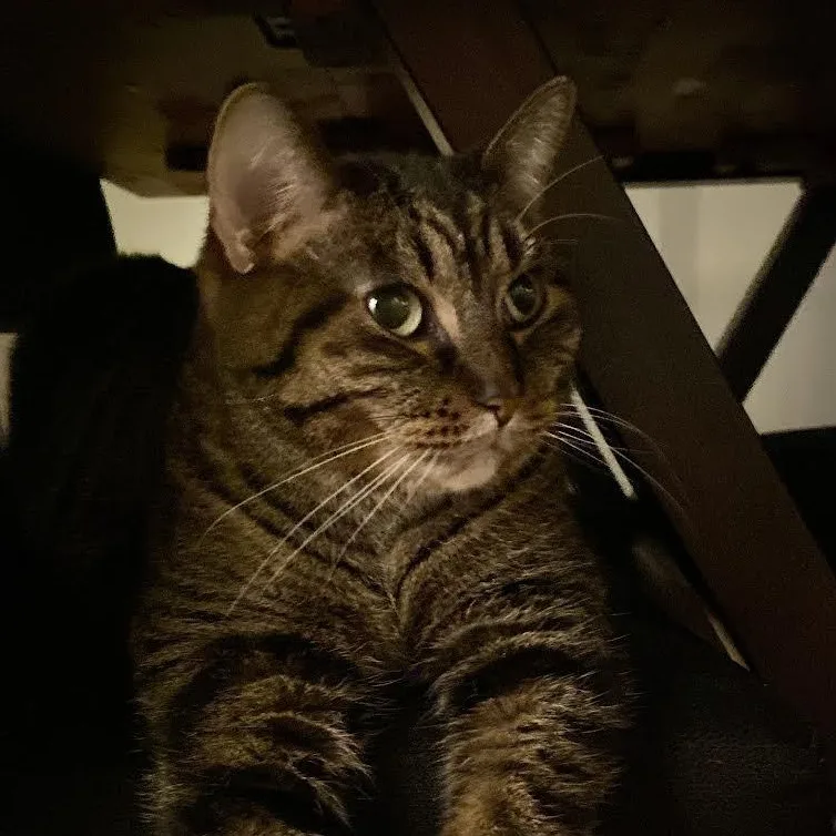 An adult large-sized female Tabby (Buff / Tan / Fawn) Domestic Short Hair cat named Ivy for adoption in Plymouth, MN