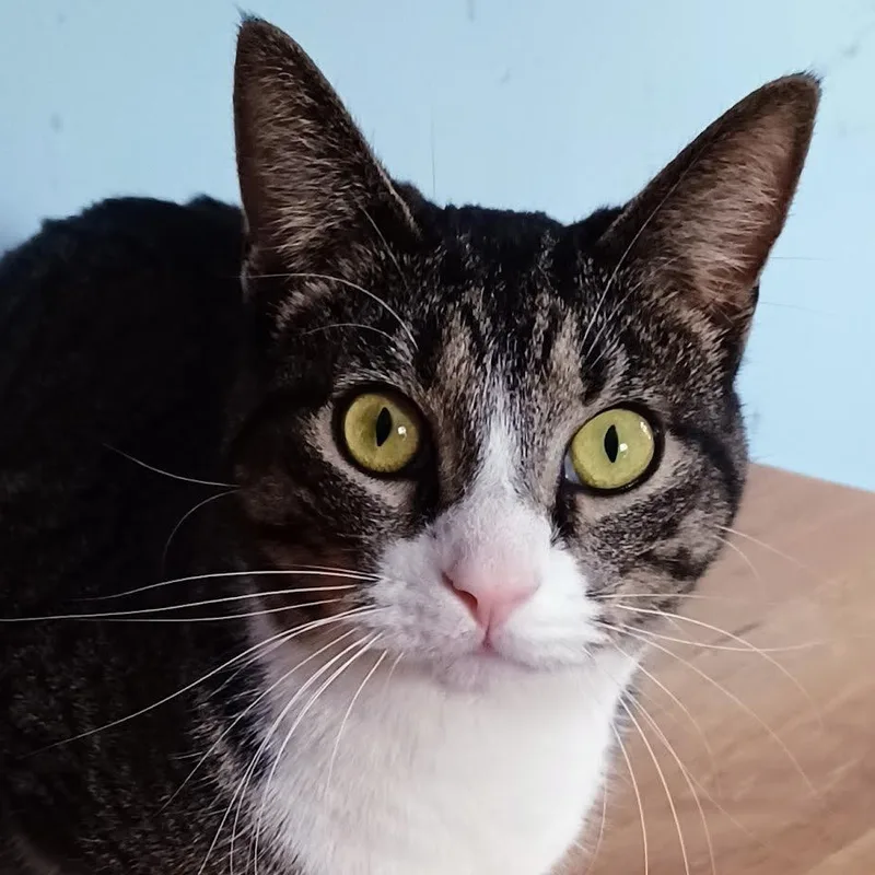 An adult medium-sized male Tabby (Buff / Tan / Fawn) Domestic Short Hair cat named Truffle for adoption in Plymouth, MN
