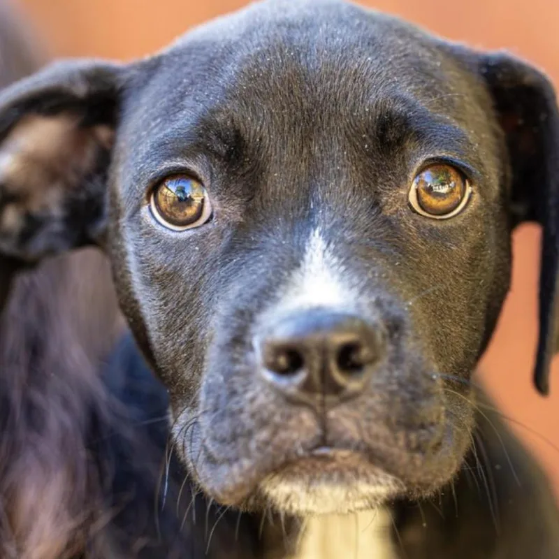 Vaultboy thumbnail 2