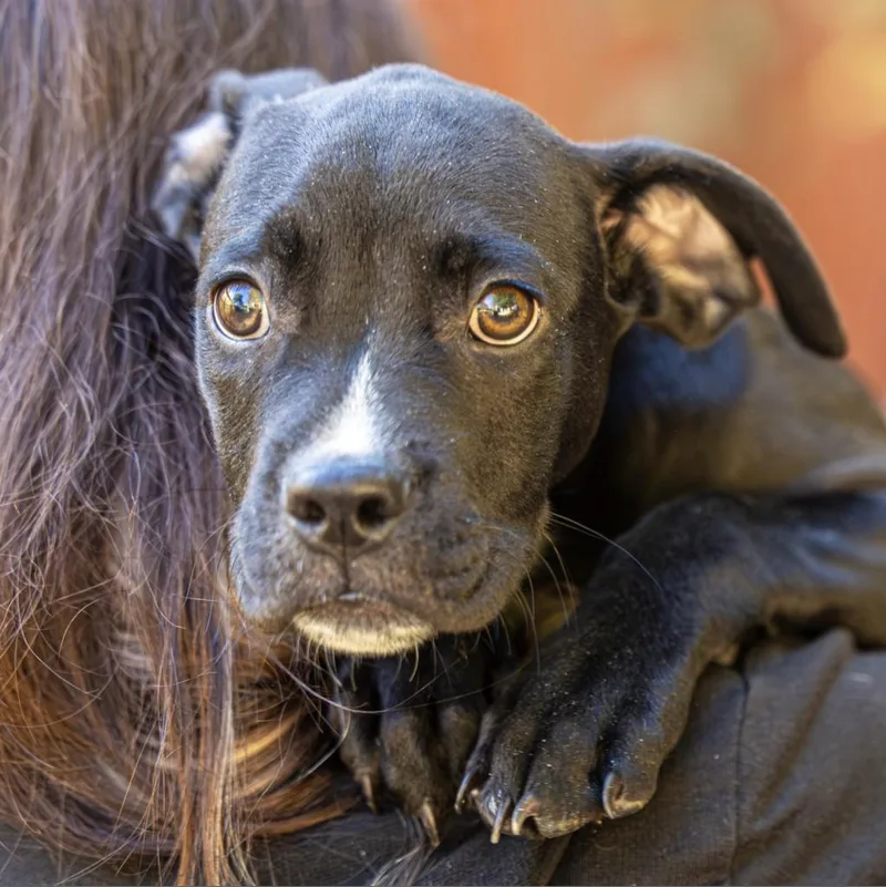 Vaultboy thumbnail 3