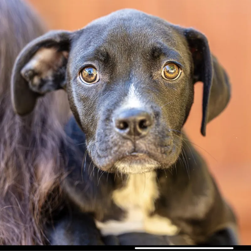 Vaultboy thumbnail 4