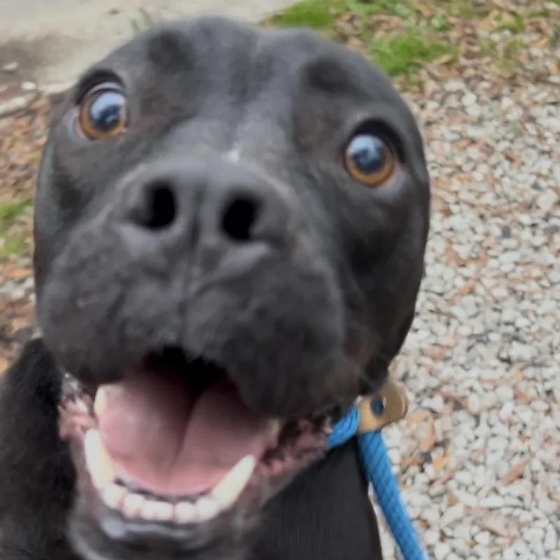 Vaultboy thumbnail 5