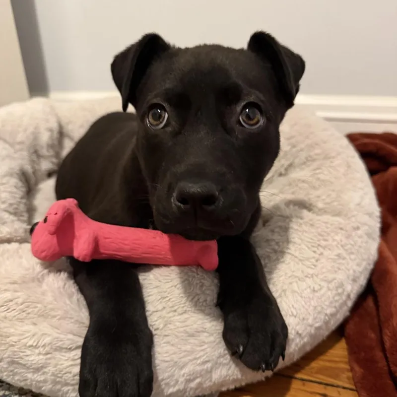 Morticia thumbnail 2