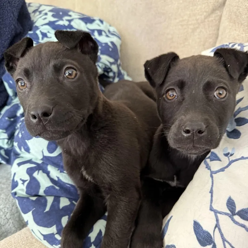 Morticia thumbnail 3