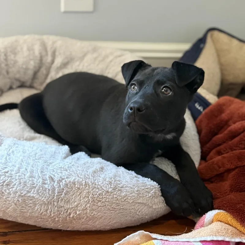 Morticia thumbnail 4