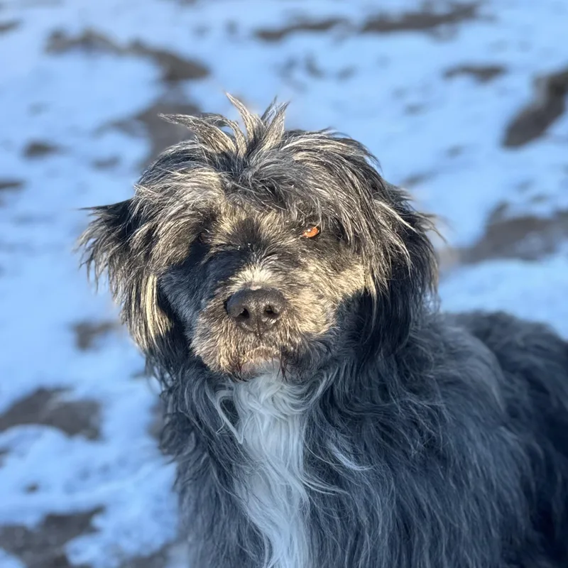 Mr Woosh thumbnail 2