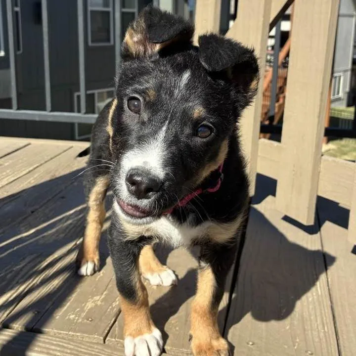 Piper Sue thumbnail 2