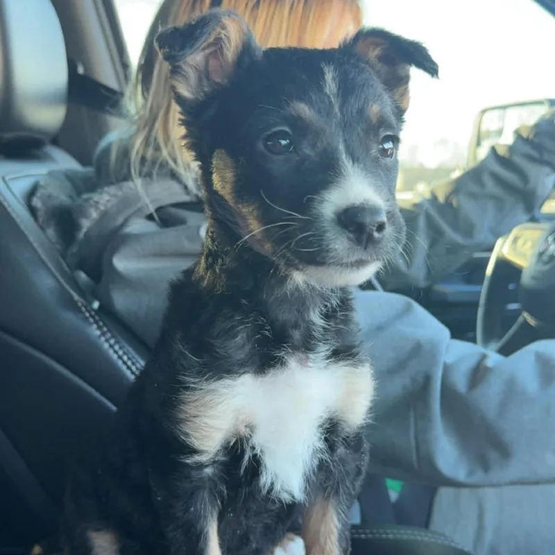 Piper Sue thumbnail 3