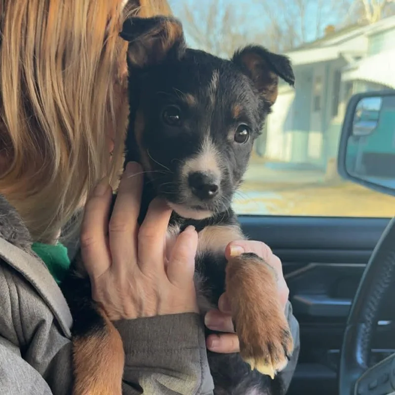 Piper Sue thumbnail 4