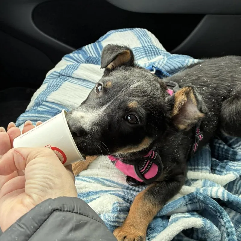 Piper Sue thumbnail 5