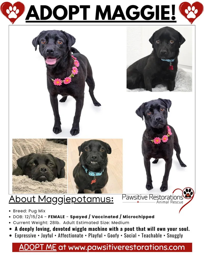 Maggiepotamus thumbnail 2