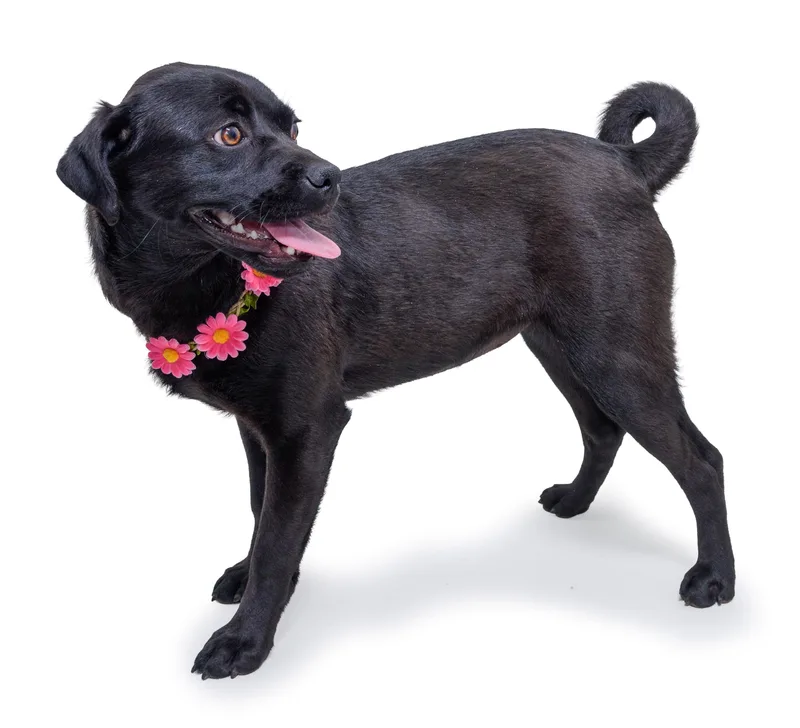 Maggiepotamus thumbnail 4