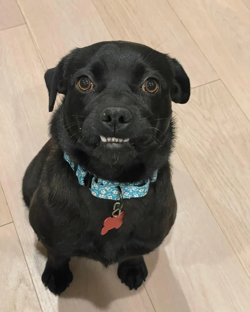 Maggiepotamus thumbnail 5